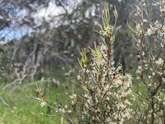 Hakea microcarpa