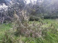 Hakea microcarpa