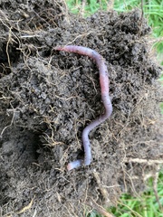 Aporrectodea icterica