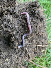 Aporrectodea icterica