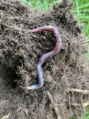 Aporrectodea icterica