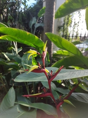Heliconia subulata