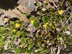 Goodenia hederacea alpestris