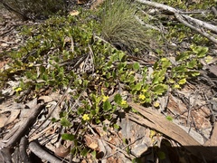 Goodenia hederacea alpestris