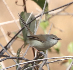 Prinia hodgsonii