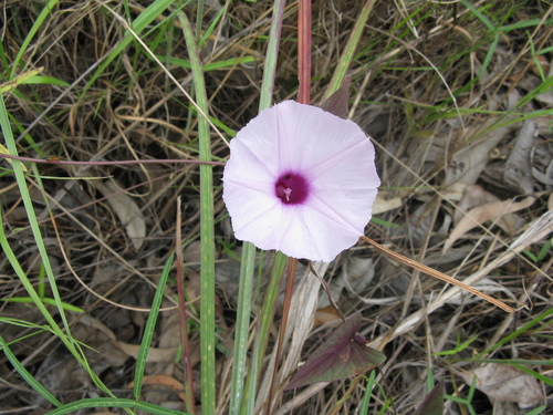 Ipomoea gracilis in life