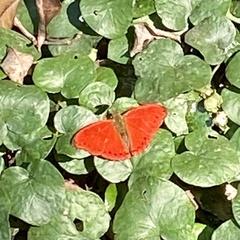 Cymothoe excelsa excelsa