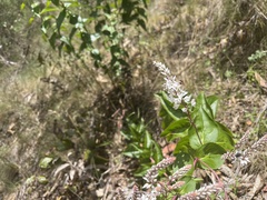 Veronica derwentiana