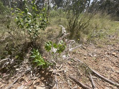 Veronica derwentiana