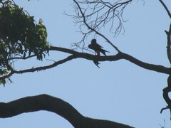 Falco longipennis
