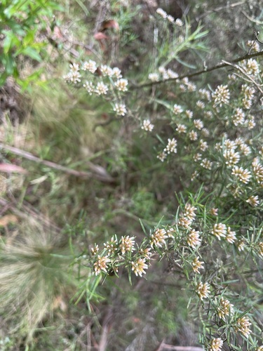 Ozothamnus thyrsoideus observed 2022-12-31