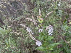 Veronica derwentiana