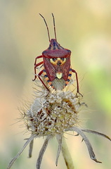 Codophila varia