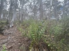 Veronica derwentiana