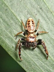 Opisthoncus sexmaculatus