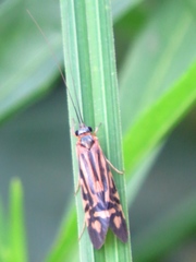 Macrostemum zebratum