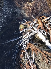 Austrocochlea constricta