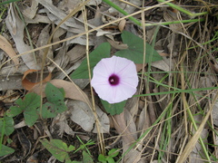 Ipomoea gracilis