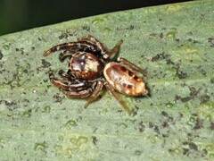 Opisthoncus sexmaculatus