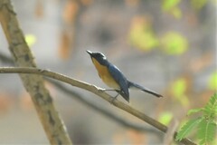 Cyornis tickelliae