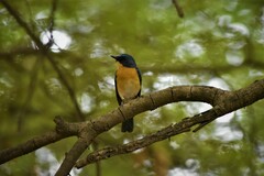 Cyornis tickelliae