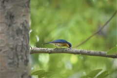 Cyornis tickelliae