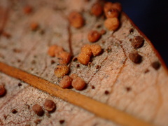 Neuroterus saltatorius texanus