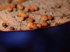 Neuroterus saltatorius texanus