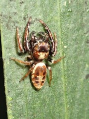 Opisthoncus sexmaculatus