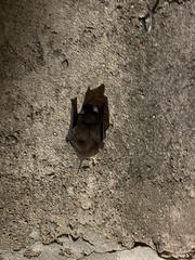 Chiroptera