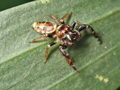 Opisthoncus sexmaculatus