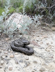 Vipera ursinii