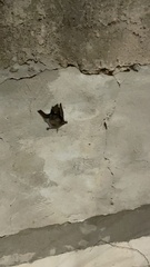 Chiroptera