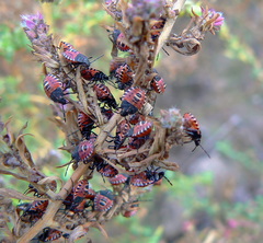 Codophila varia