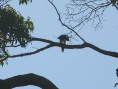 Falco longipennis