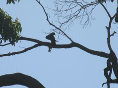 Falco longipennis