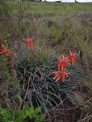 Aloe chortolirioides