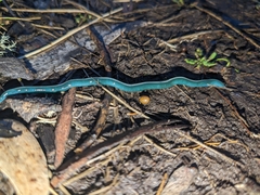 Caenoplana