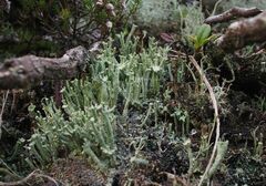 Cladonia polydactyla