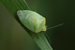 Glaucias
