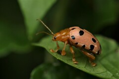 Podontia quatuordecimpunctata