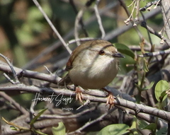 Prinia hodgsonii