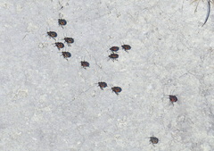 Codophila varia