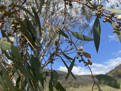 Eucalyptus pauciflora pauciflora
