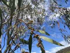 Eucalyptus pauciflora pauciflora