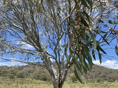 Eucalyptus pauciflora pauciflora