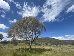 Eucalyptus pauciflora pauciflora