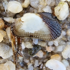 Barbatia grayana