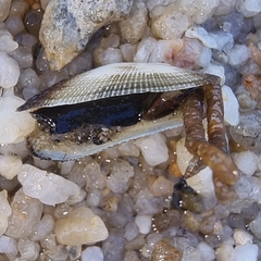 Barbatia grayana