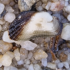 Barbatia grayana